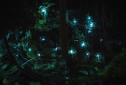 New Zealand 2025 (2 group) (7/84)